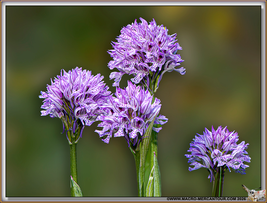 Orchis pyramidal